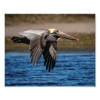 10x8 Pelican tijdens de vlucht Foto Afdruk