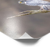 10x8 Peregrine Falcon bij de Palisades Interstate Foto Afdruk (Hoek)