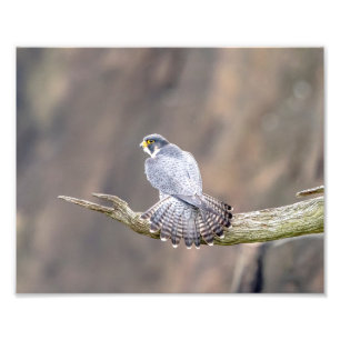 10x8 Peregrine Falcon bij de Palisades Interstate Foto Afdruk