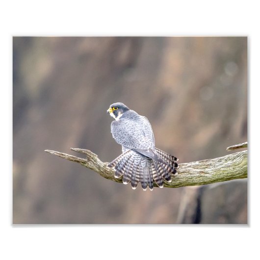 10x8 Peregrine Falcon bij de Palisades Interstate Foto Afdruk (Voorkant)