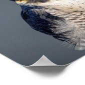 10x8 Peregrine Falcon langs de Hudson rivier Poster (Hoek)