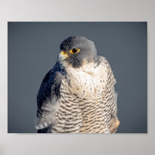 10x8 Peregrine Falcon langs de Hudson rivier Poster