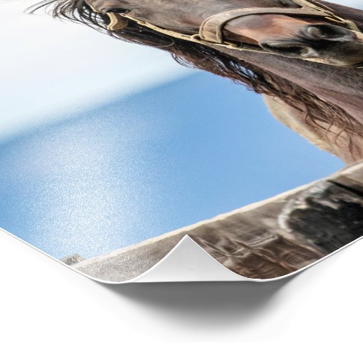 10x8 Portret van een paard Foto Afdruk (Hoek)