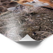 10x8 Red Fox in de buurt en persoonlijk Foto Afdruk (Hoek)