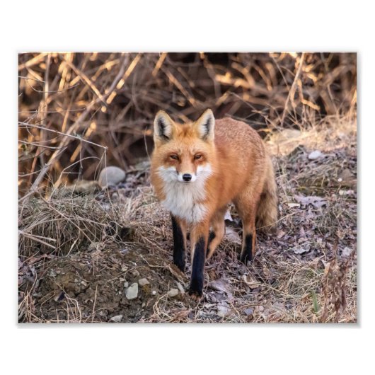 10x8 Red Fox in de buurt en persoonlijk Foto Afdruk (Voorkant)