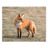 10x8 Red Fox in een veld Foto Afdruk (Voorkant)
