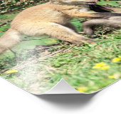 10x8 Red Fox Kits die spelen Foto Afdruk (Hoek)
