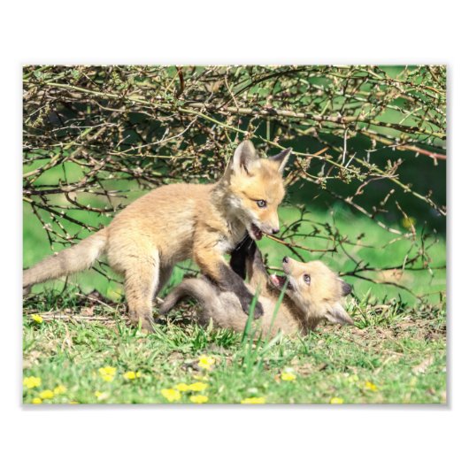 10x8 Red Fox Kits die spelen Foto Afdruk (Voorkant)