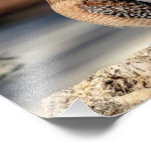 10x8 Red schuurde Hawk op een rots Foto Afdruk (Hoek)