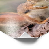 10x8 Rood eekhoorn Foto Afdruk (Hoek)