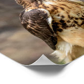 10x8 Roodstaarthaai in de Hudson-vallei Poster (Hoek)