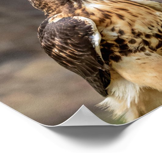 10x8 Roodstaarthaai in de Hudson-vallei Poster (Hoek)