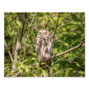 10x8 Sleepy Barred Owl Foto Afdruk