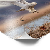 10x8 Snowy owl die opstijgt Foto Afdruk (Hoek)