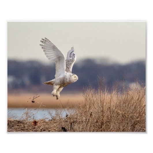 10x8 Snowy owl die opstijgt Foto Afdruk (Voorkant)
