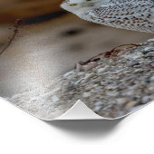 10x8 Snowy owl op een rots Foto Afdruk (Hoek)