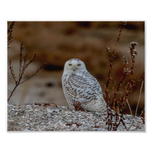 10x8 Snowy owl op een rots Foto Afdruk (Voorkant)