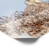 10x8 Snowy owl op het strand Foto Afdruk (Hoek)