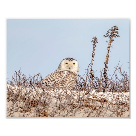 10x8 Snowy owl op het strand Foto Afdruk (Voorkant)