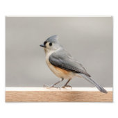 10x8 Tufted Titted muis Foto Afdruk (Voorkant)
