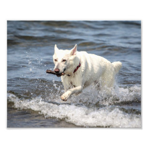 10x8 White German Shepard op Lake George Foto Afdruk