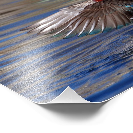 10x8 Wing Flapping Wood Duck Foto Afdruk (Hoek)