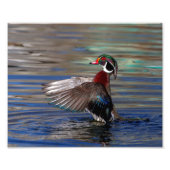 10x8 Wing Flapping Wood Duck Foto Afdruk (Voorkant)