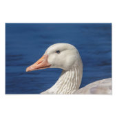 10x8 Witte Canadese gans Foto Afdruk (Voorkant)