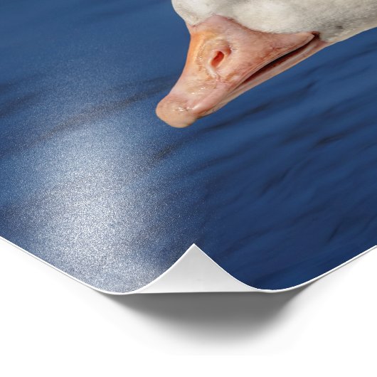 10x8 Witte Canadese gans Foto Afdruk (Hoek)