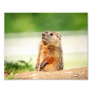 10x8 Young Groundhog Foto Afdruk