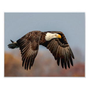 10x 8Bald Eagle in vlucht Foto Afdruk