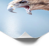 10x Red schuurde Hawk Foto Afdruk (Hoek)