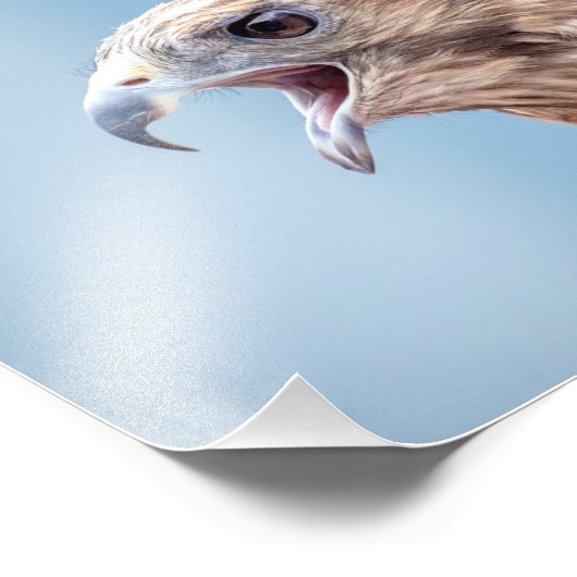 10x Red schuurde Hawk Foto Afdruk (Hoek)