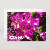 110 Oahu Briefkaart (Voorkant / Achterkant)