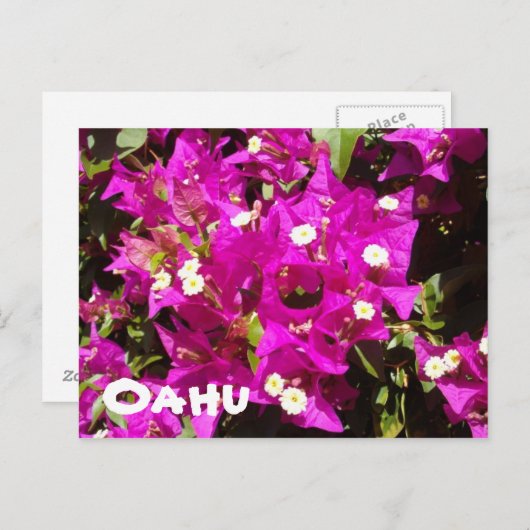 110 Oahu Briefkaart (Voorkant / Achterkant)