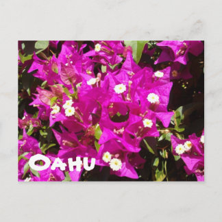 110 Oahu Briefkaart