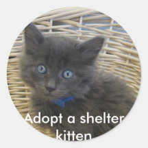 112907 petfinder 028, Adopteer een schuilkitten