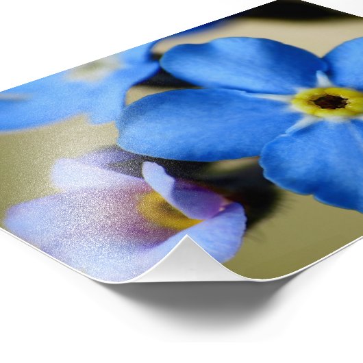 11-foto's vergeten-me-nots afdrukken foto afdruk (Hoek)