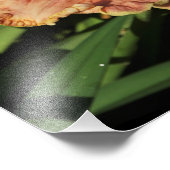 11-inch x14-inch Daylily Foto Afdruk (Hoek)