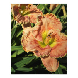 11-inch x14-inch Daylily Foto Afdruk