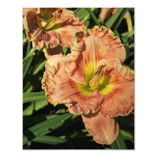 11-inch x14-inch Daylily Foto Afdruk (Voorkant)