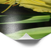 11-inch x14-inch Daylily Foto Afdruk (Hoek)