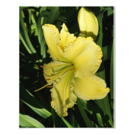 11-inch x14-inch Daylily Foto Afdruk