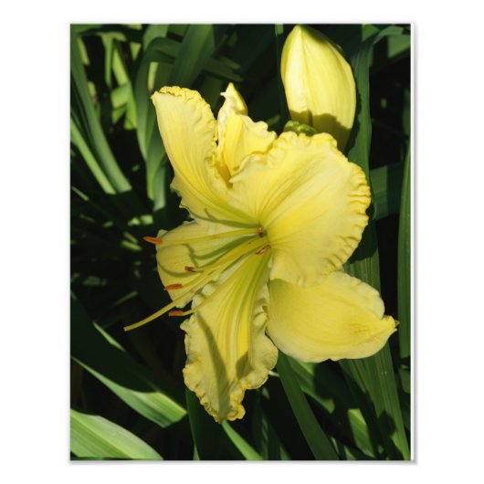 11-inch x14-inch Daylily Foto Afdruk (Voorkant)