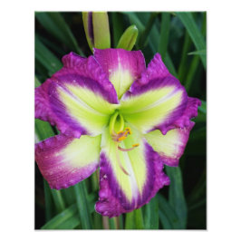 11-inch x14-inch Daylily Foto Afdruk