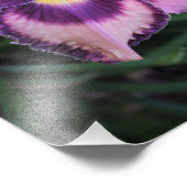 11-inch x14-inch Daylily Foto Afdruk (Hoek)