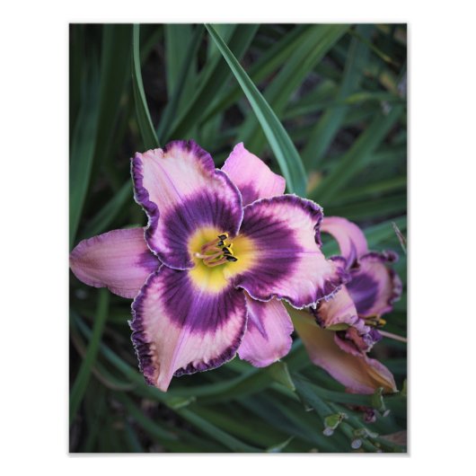 11-inch x14-inch Daylily Foto Afdruk (Voorkant)