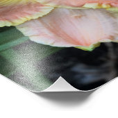 11-inch x14-inch Daylily Foto Afdruk (Hoek)