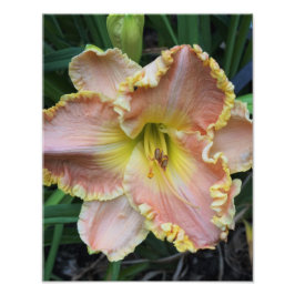 11-inch x14-inch Daylily Foto Afdruk