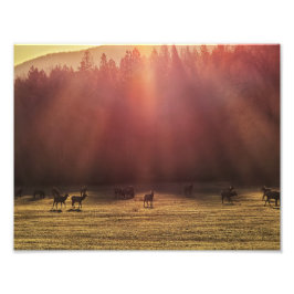 11-inch x8.5-inch fotoafdrukken || Red Dawn Elk Foto Afdruk
